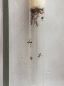 Colonie dans son tube, **Fin**[Blog] Camponotus nicobarensis