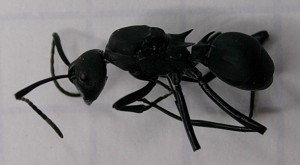 Fourmis_1, [Polyrhachis pressa] Grosse fourmi de Bali