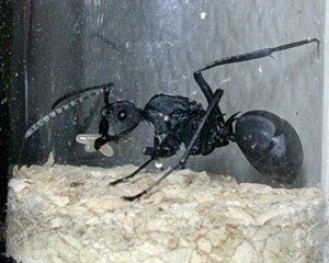 Fourmis_2, [Polyrhachis pressa] Grosse fourmi de Bali