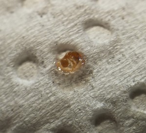 Ouvrière Lasius flavus dans une goutte de miel sur du papier absorbant., [Blog] Colonie de Lasius flavus