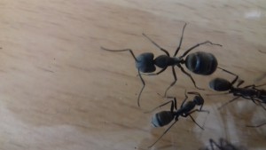 Major Camponotus dolendus, [Blog] Les Camponotus dolendus de One_Xz.