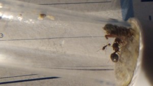 Une autre photo de la gyne, [Blog] Mes Aphaenogaster subterranea