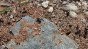 Plusieurs fourmilières de Myrmica Rubra avec pas mal de cadavres de... je ne saurais dire l'espèce.<br />Étrange..., N'importe quoi