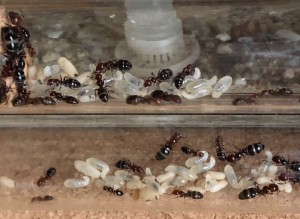 Couvain Camponotus lateralis, Présentation de mes fondations et colonies