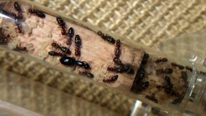 Couvain Camponotus lateralis, Présentation de mes fondations et colonies