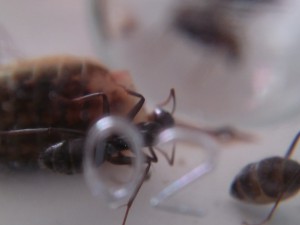 Camponotus vagus et grillon, **Fin**[Blog] Les Camponotus vagus de Foxblue