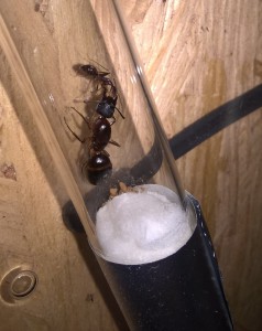 Trophallaxie, Camponotus barbaricus et une ouvrière