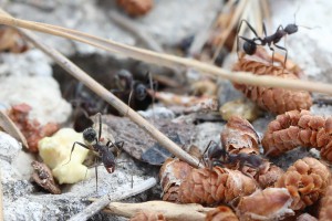 Zoom sur l'entrée du nid d'Aphaenogaster simonellii, Les fourmis de Rhodes