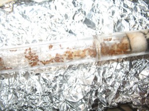 Novembre 2017 : colonie de Myrmica sp avant mise en diapause, [Blog] Myrmica sp.