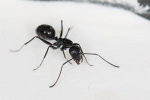 Ouvrière minor de Camponotus foreli, [Blog] Les Camponotus foreli eaubonnaises