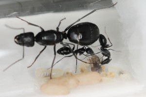 On prend soin d'une petite nouvelle en train de naître, [Blog] Les Camponotus foreli eaubonnaises