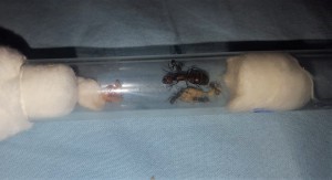 Photo 3., Les colonies d'Antho (Messor, Camponotus, Myrmica...)