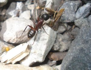 Camponotus ligniperdus, Vacances dans les Hautes Alpes