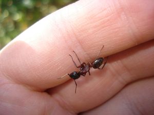 Camponotus ligniperdus, Vacances dans les Hautes Alpes