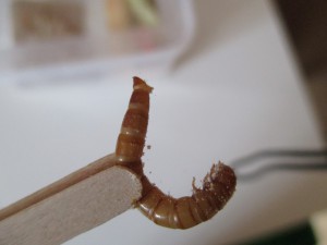 Utilisation, Vous buvez du café chez IKEA ou McDonald : Vous avez une pince d’entomologiste !