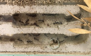 Nid Aphaenogaster iberica, Présentation de mes fondations et colonies