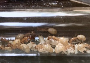 Camponotus turkestanus, Présentation de mes fondations et colonies