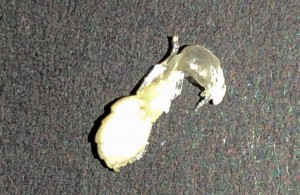 Imago Camponotus turkestanus (désolé pour l'horrible photo), Présentation de mes fondations et colonies