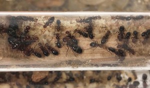 Couvain du printemps, Camponotus lateralis, Présentation de mes fondations et colonies