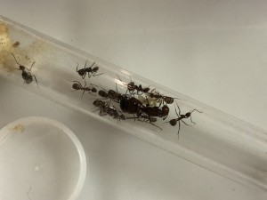 Tube transport dans l'ADC, Transfert/déménagement Camponotus nicobarensis