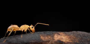 Camponotus turkestanus, Liste du matériel photographique utilisé, par membre du forum