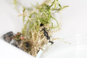 Camponotus chilensis, Mes colonies et expérimentations
