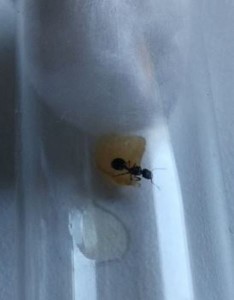 Gyne A en tube avec un morceau de pêche et une goutte de miel, [Blog] Myrmecina graminicola
