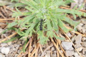 Aphaenogaster senilis qui joue les sentinelles, Les fourmis d'Andalousie (Espagne)