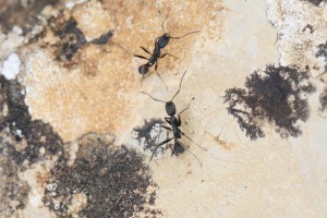 Ouvrières Aphaenogaster senilis, Les fourmis d'Andalousie (Espagne)