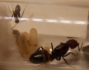 Camponotus nicobarensis, Suivi de mes premiers pas