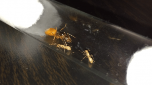 Camponotus turkestanus - Welcome, [Blog] Les Camponotus turkestanus de Deucalion
