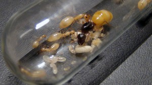 Camponotus turkestanus (21/11/18), [Blog] Camponotus turkestanus