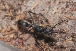 Neoponera apicalis + acariens, Une fourmi idéale pour nourrir des dendrobates ?