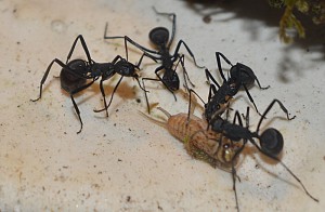 Polyrhachis pressa, [Polyrhachis pressa] Grosse fourmi de Bali