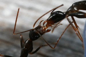Camponotus 4, [Blog] Camponotus barbaricus
