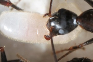 Couvain 1, [Blog] Camponotus barbaricus