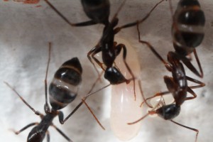 2 Oeufs, [Blog] Camponotus barbaricus