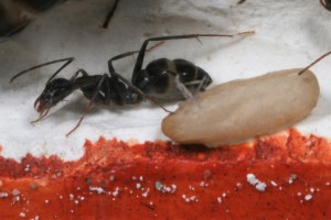 Cocon, [Blog] Camponotus barbaricus