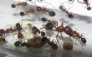 Messor aegyptiacus ouvrières, [Blog] Messor aegyptiacus et Camponotus nicobarensis