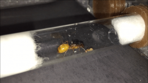 Camponotus turkestanus - Premier œuf, [Blog] Les Camponotus turkestanus de Deucalion