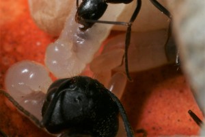Nourrissage a 2, [Blog] Camponotus barbaricus