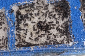 Lasius niger - Gyne 2018, Présentation de mon installation et mes colonies