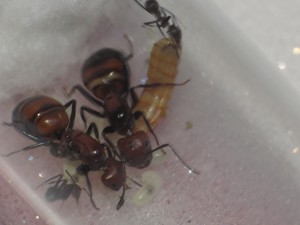 Vue rapprochée, on aperçoit mieux le couvain, [Blog] Les Camponotus nicobarensis bigynes