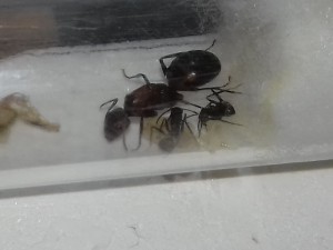 Family 1 Camponotus, [Blog] Messor aegyptiacus et Camponotus nicobarensis