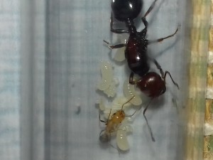 Family 1 Messor, [Blog] Messor aegyptiacus et Camponotus nicobarensis