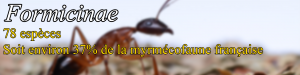 Formicinae, Document collaboratif - liste des fourmis de France avec photos des membres
