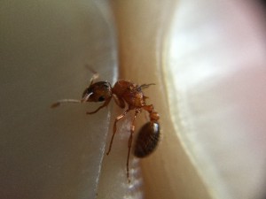 Profil 2, [Myrmica rubra] Gyne leptothorax ?