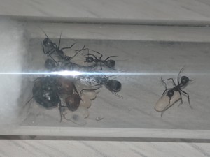 Gyne et imagos, [Blog] Les Camponotus nicobarensis de Rekyem