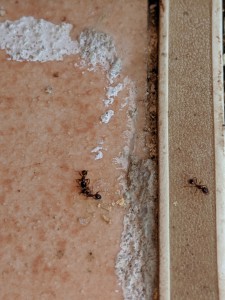 Fourmis 3, [Pheidole pallidula] Petites fourmis noires envahissantes
