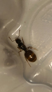 Photo 1, [Aphaenogaster subterranea] Demande d'identification